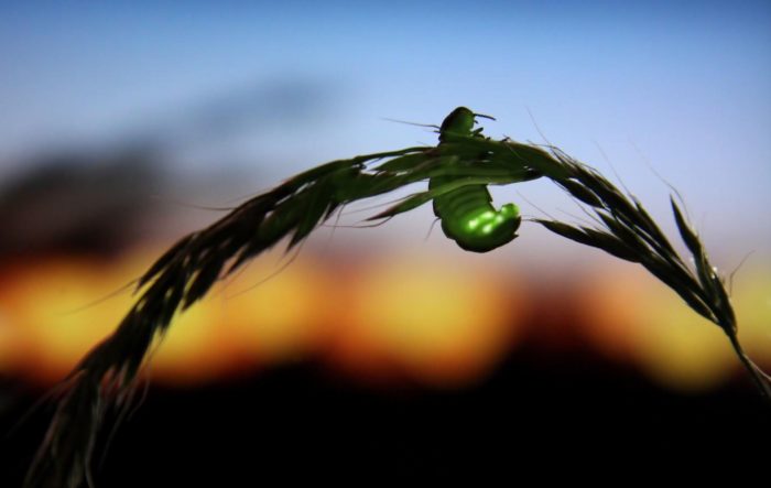 Fireflies Face Extinction Threats From Habitat Loss, Pollution and Pesticides
