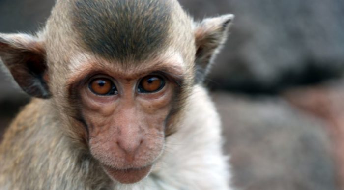 Scientists Infect Monkeys With Coronavirus in Search of a Cure for COVID-19