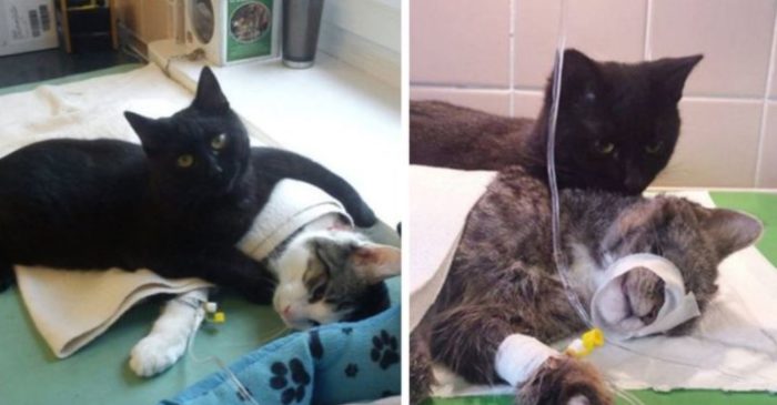 Meet The Nurse Cat From Poland Who Looks After Sick & Injured Animals In A Shelter