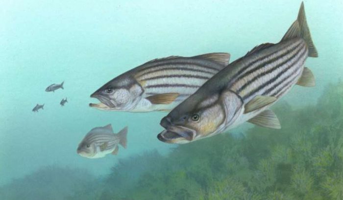 High Levels of PFAS Affect Immune, Liver Functions in Cape Fear River Striped Bass