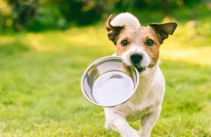 When the Dog Food Runs Out, This is What To Feed Your Pet