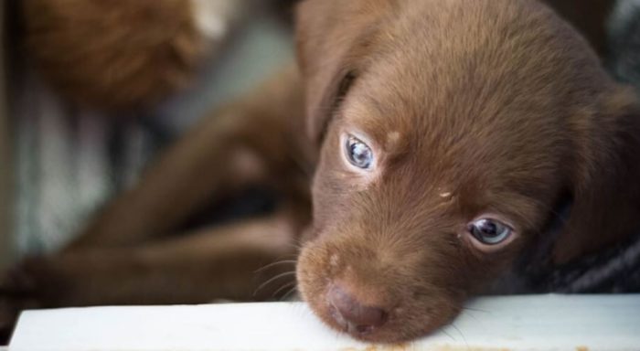 Cat and Dog Adoptions Surge as Shelters Find Creative Ways to Reach Out Amid Pandemic