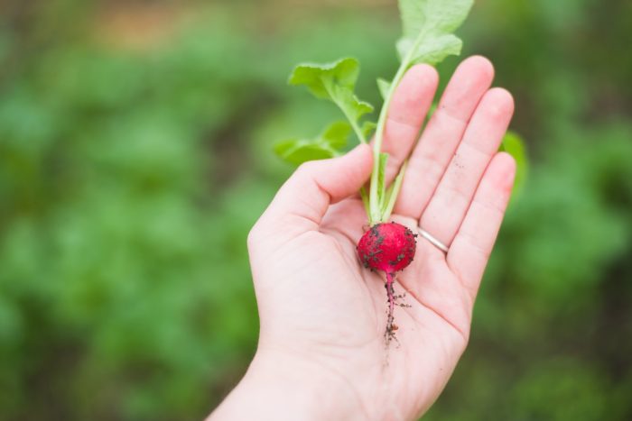 7 Vegetables You Can Grow In 60 Days or Less