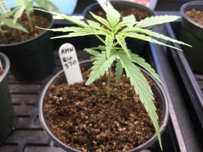 What’s The Best Way to Identify Male Hemp Seedlings?