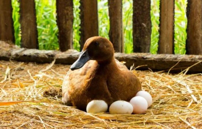 How To Maximize Duck Egg Production From Your Flock