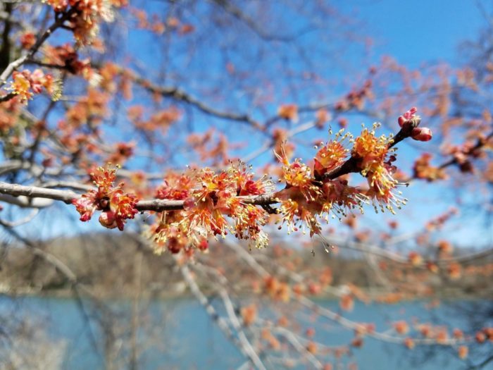 Study Reveals Important Flowering Plants for City-Dwelling Honey Bees