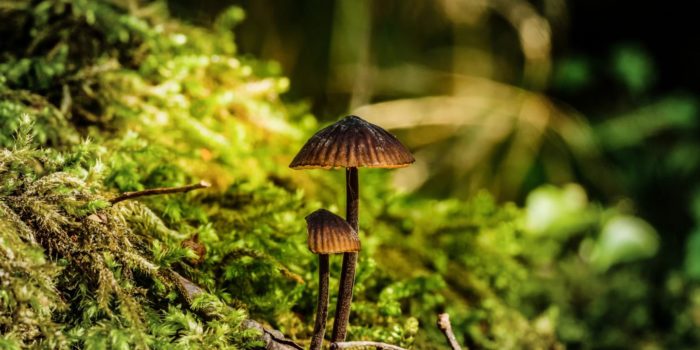 Psychedelic Compound Psilocybin from Magic Mushrooms Produce in Yeast