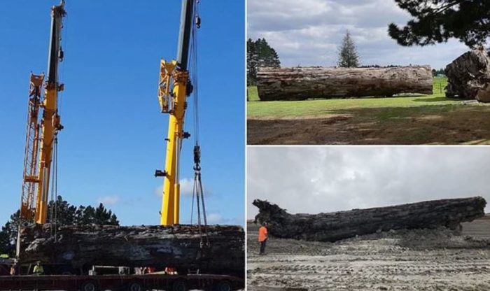 Ancient Tree Discovered With a Record of Earth’s Magnetic Field Reversal in Its Rings