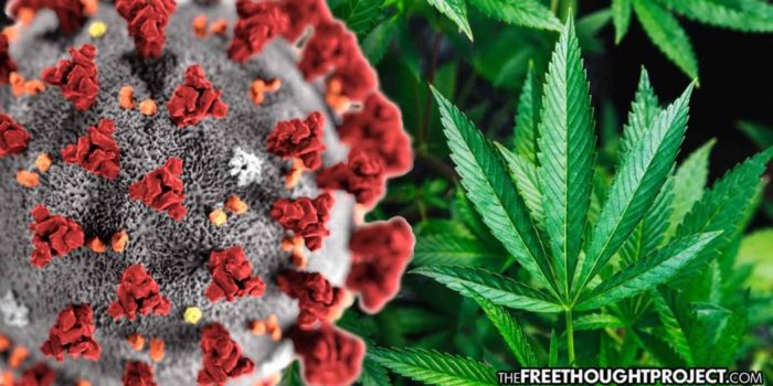 Researchers Say Cannabis Based Drug May Provide Resistance to SARS-CoV-2