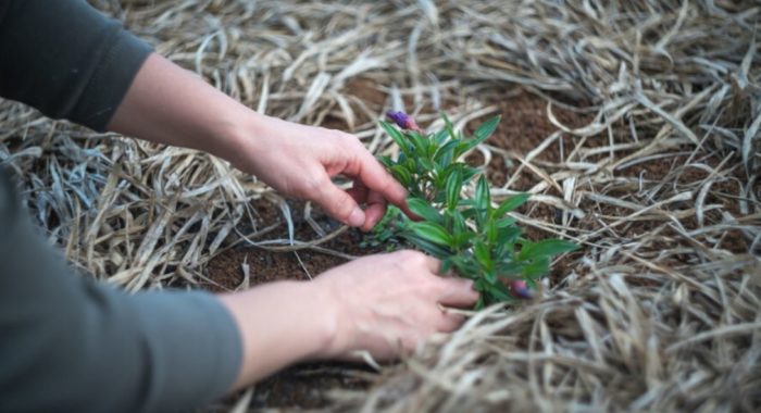 The Impulse to Garden in Hard Times Has Deep Roots