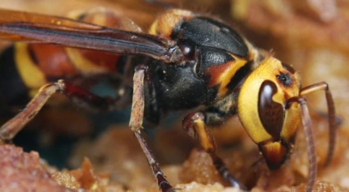 People Are Killing Vulnerable Bee Species Over “Murder Hornet” Fears