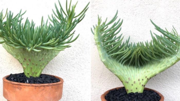 Bring Ocean Vibes Right Into Your Home With These Mermaid Tail Succulents