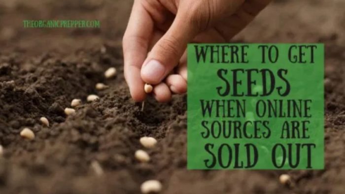 Where to Get Seeds When Online Sources are SOLD OUT