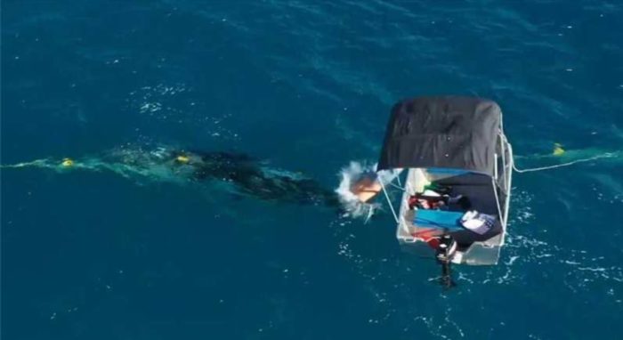 Australian Man Facing Fine After Rescuing Whale Trapped in Government Shark Nets