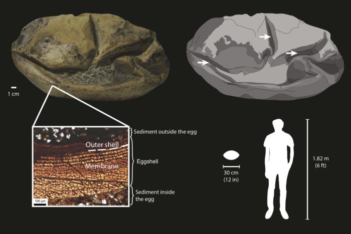 Giant 66 Million-Year-Old Egg Discovered in Antarctica