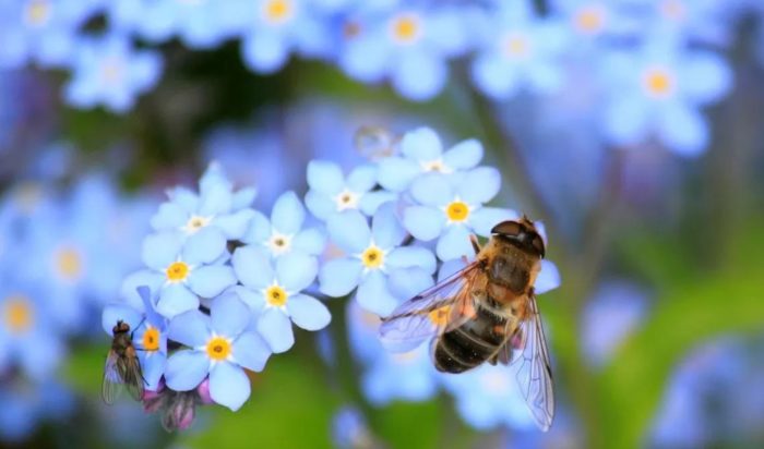 5 Ways To Make Your Garden More Bee Friendly