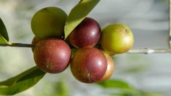 The Surprising Health Benefits Of Camu Camu Berries