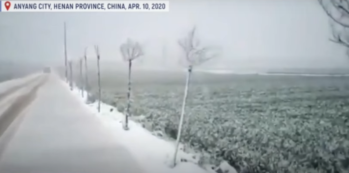 Chinese HOARD Grains After Cold Kills Wheat Crop – Growing Zones Shifting!