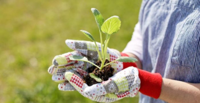 Six Healthiest Vegetables to Plant in Your Garden