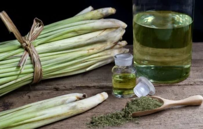 The Medicinal Properties Of Lemongrass & Why You Should Grow It This Summer