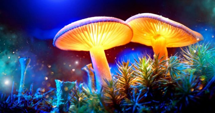 New Study Shows How Magic Mushrooms Work In The Brain To Dissolve Your Ego