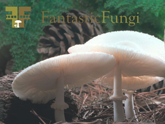 Register For June 25 “Fantastic Fungi” Film!