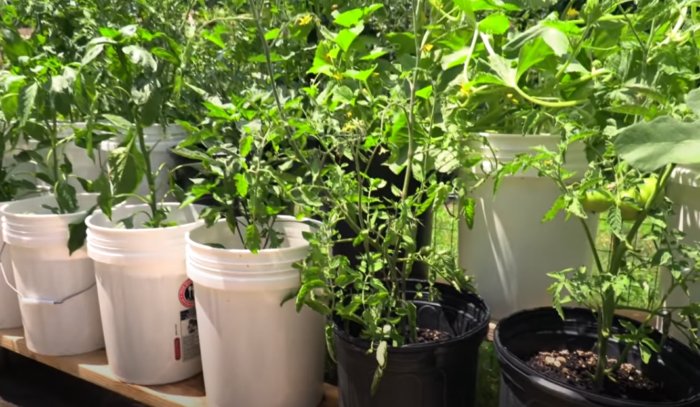 How To Grow a Container Garden Using Homemade Soil