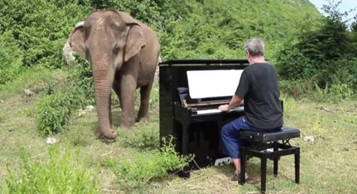 At A Sanctuary In Thailand This Pianist Plays Classical Music For Blind And Elderly Elephants