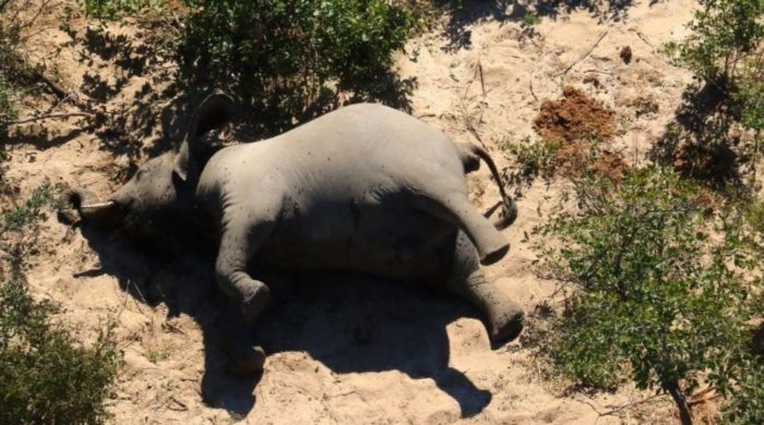 Scientists Confused by Hundreds of Dead Elephants in Mysterious Mass Die-Off