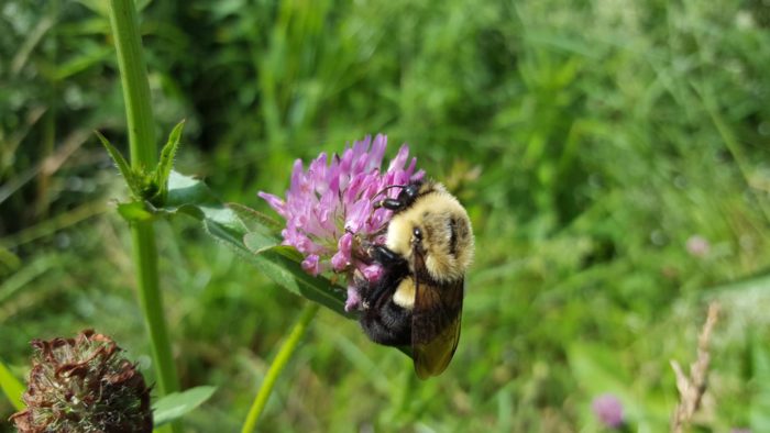 More Flower Diversity May Protect Bees From Parasites