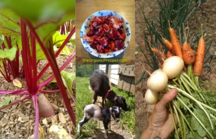 Here’s What We’re Eating Seasonally on the Homestead in July