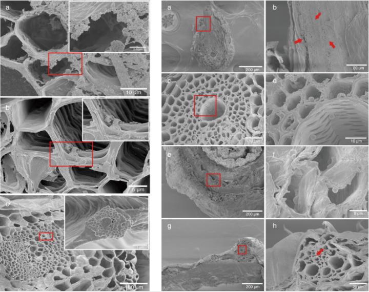 Microplastics Are Now Contaminating Vegetables We Eat Microplastics-in-vegetable-crops