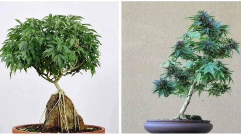 How To Grow Your Own Out Of This World Cannabis Bonsai Tree Cannabis-bonzai-tmu-1024x572