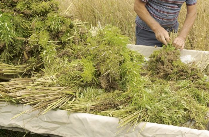 Canadian Farmer Pleads: Stop Stealing My Hemp, It’s Not Cannabis