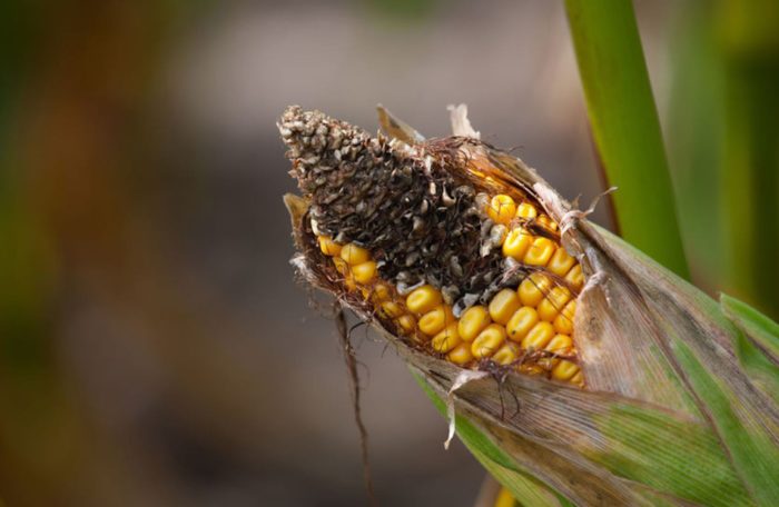 Mycotoxins: The Hidden Hormone Danger In Our Food Supply