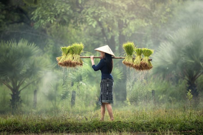 Economic Benefit From Pesticide-Free Crop Protection Far Surpasses GMOs in Asia-Pacific