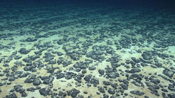 Scientists Resurrect 100-Million-Year-Old Life Buried Under Seafloor Since Dinosaur Age