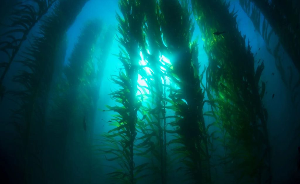 The Untapped Power Of Seaweed: A Potential Food And Fuel Of The Future Seaweed-1024x629