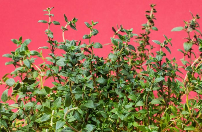 6 Ways To Make the Most of the Medicinal Benefits of Fresh Thyme