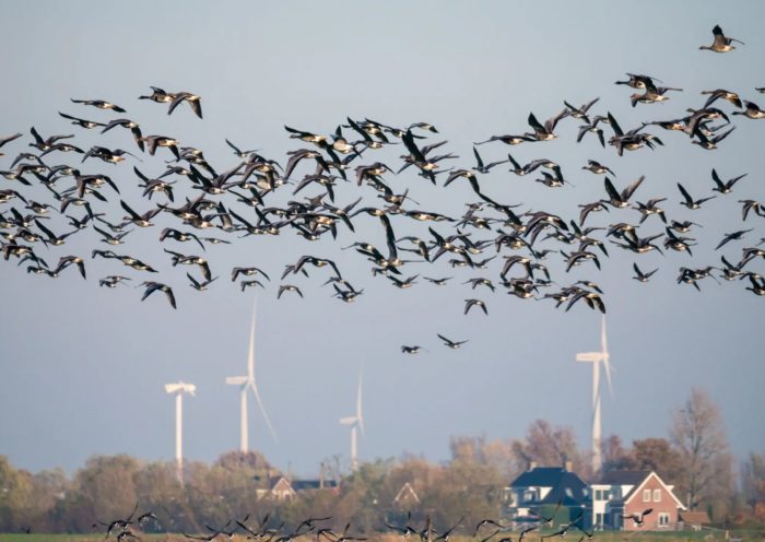 Bird Deaths Drop By 70% After Painting Wind Turbine Blades Black