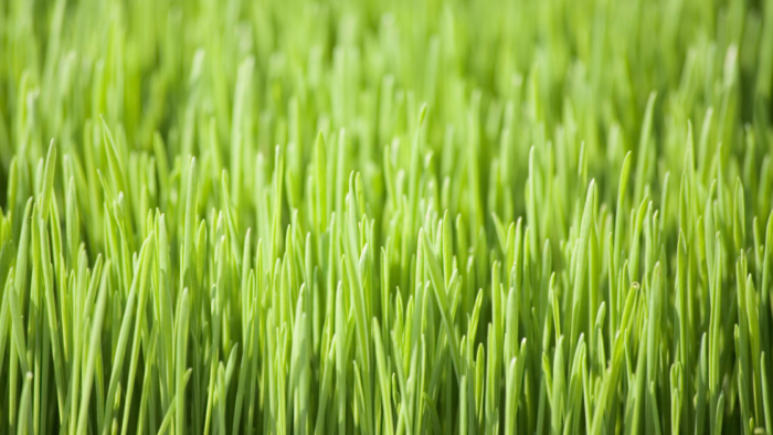 Wheat and Couch Grass Can Extract Toxic Metals From Contaminated Soils