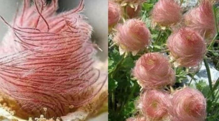 These “Cotton Candy” Flowers Look Like Something From Dr Seuss