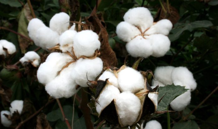 The Failure of GMO Cotton In India