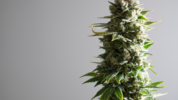Cannabinoids May Be Useful to Prevent Colon Cancer, New Study Finds