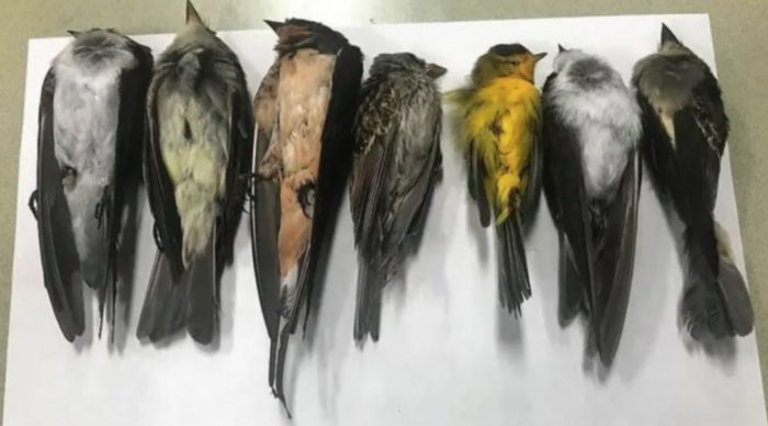 “Hundreds of thousands, if not millions” of Migratory Birds Drop Dead Across New Mexico