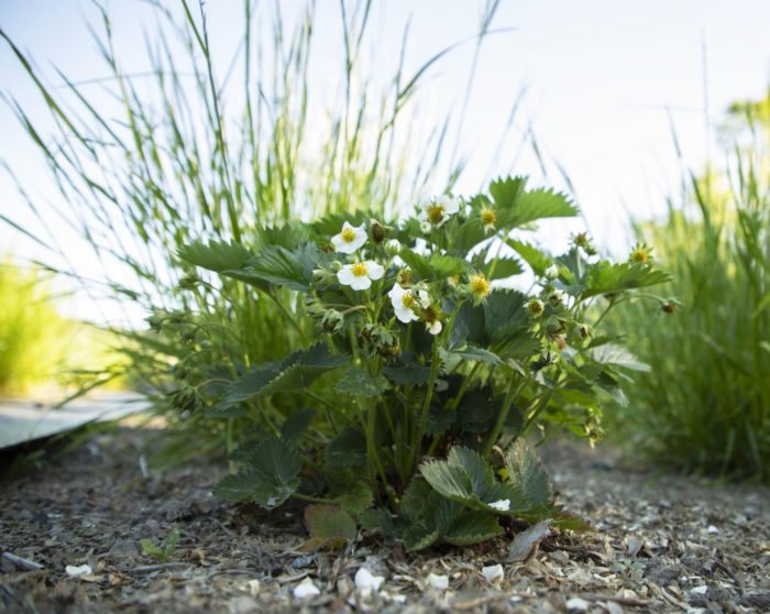 Glyphosate Residue in Manure Fertilizer Decreases Crop Yield