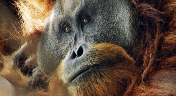 World’s Rarest Great Ape, Discovered 3 Years Ago, Is Fast Being Wiped Out By British Firm’s Gold Mine