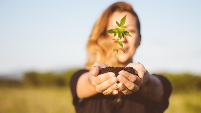 Cannabis Increasingly Used for Managing Menopause Symptoms