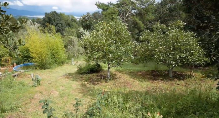 Visiting a Permaculture Paradise on Lake Pátzcuaro in Mexico