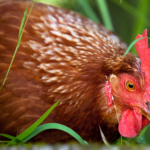 The USDA’s War on Small Farms
